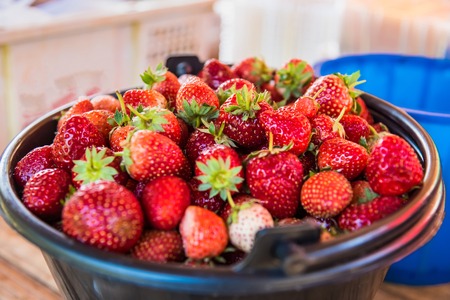 Fresh ripe strawberries in bucket .Thailandの写真素材