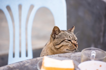 Cat sitting outdoors looking up for food in the morning.Thailandの写真素材