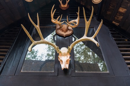 Deer skull used to decorate the house.Thailandの写真素材