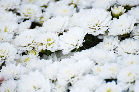 Beautiful flowers in the flower garden in the morning time.Thailandの写真素材