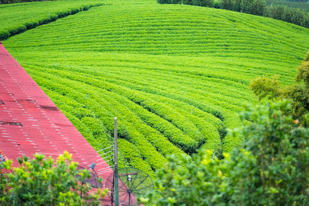 Landscape View at Tea Plantation in the morning on a Cloudy day.Thailandの写真素材