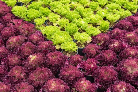 Beautiful flowers in the flower garden in the morning time.Thailand.