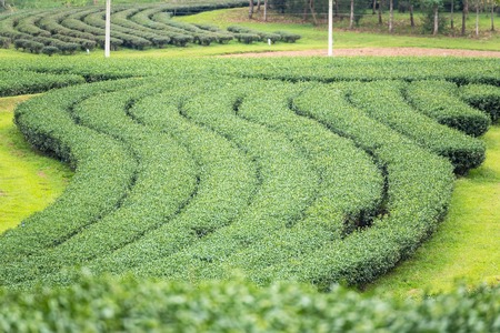 Landscape View at Tea Plantation in the morning on a Cloudy day.Thailandの写真素材