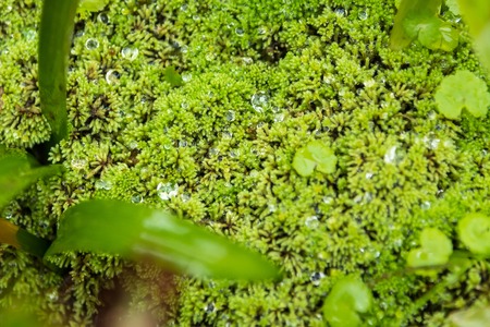 Close up green moss with drop of water.の写真素材