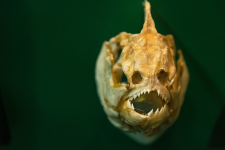 The Piranha head skeleton in Phuket.Thailand