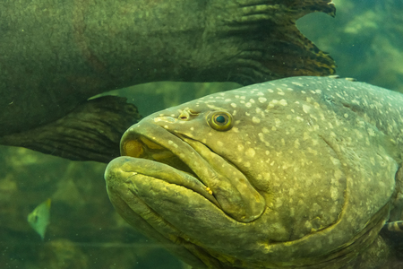 Beautiful sea fish in the aquarium at Phuket Aquarium.Thailandの写真素材