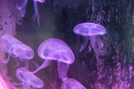 Moon jellyfish Showcase of Phuket Aquarium.Thailandの写真素材