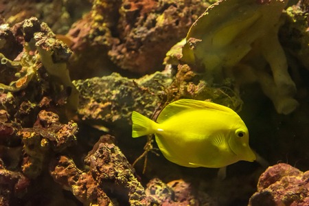 Beautiful sea fish in the aquarium at Phuket Aquarium.Thailandの写真素材