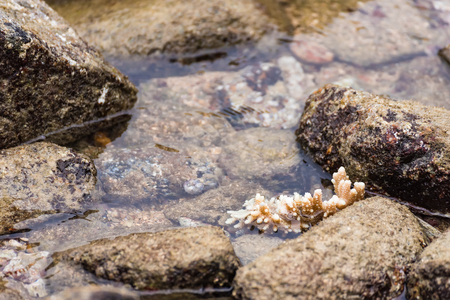 White corals on the rock in the sea.Thailandの写真素材