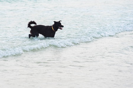 Dog Running on the Beach.Dog in the sea.Thailandの写真素材