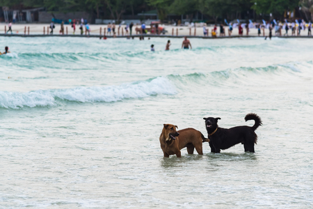 Two Dog Running on the Beach.Dog in the sea.Thailandの写真素材