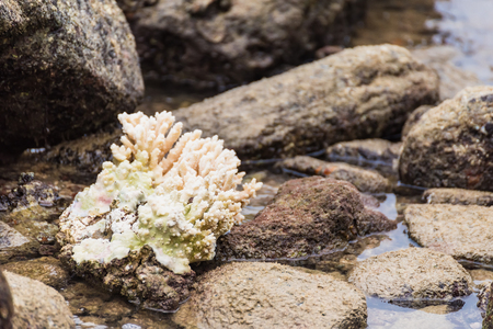 White corals on the rock in the sea.Thailandの写真素材
