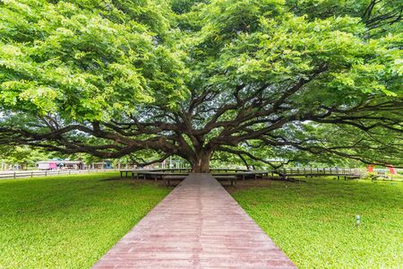 Giant Rain Tree in thailand. Giant tree over a hundred years oldの写真素材
