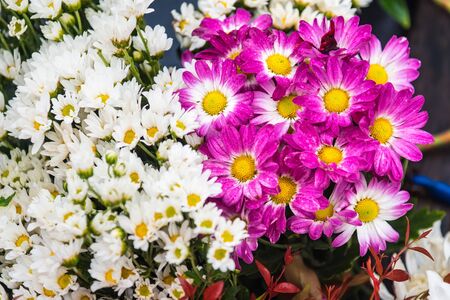 Field of dark pink chrysanthemums