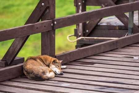 A dog on wood bridgeの写真素材