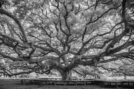Photo of Black and White of Giant Rain Tree in thailand. Giant tree over a hundred years oldの写真素材