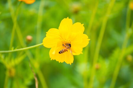 Flying bee, yellow cosmos flower