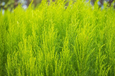 Green bush of Shatavari (Asparagus Racemosus Willd) in the backyard gardenの写真素材