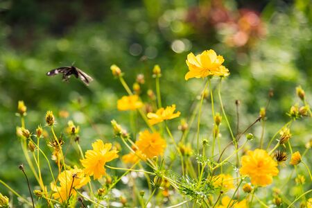 Flower & green plant in the park.Thailandの写真素材