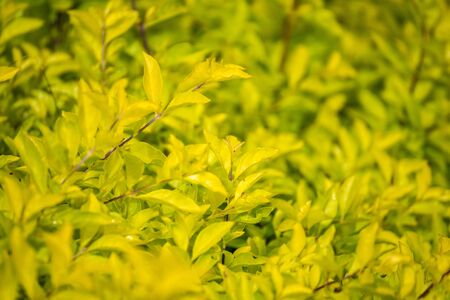 The leaves is sunshine yellow tones contrasting with the dark green backdrop