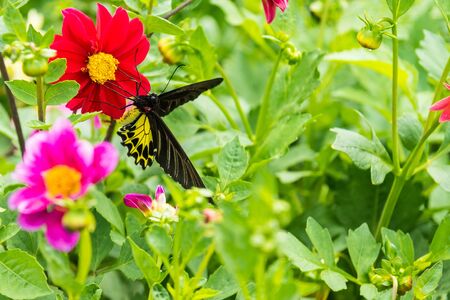 Butterfly insect alone on the flowers in the garden.Thailandの写真素材