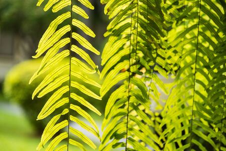 Green leaf in the tropical garden in Asia forestの写真素材
