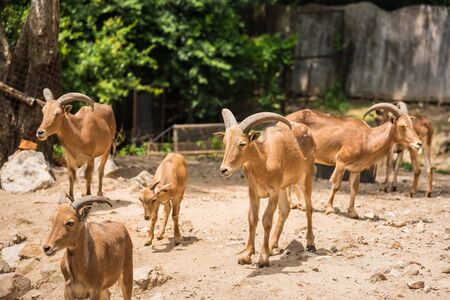 Chon Burii, Thailand - October, 05, 2019 : Young Barbary Sheep at Khao Kheow Open Zoo , Chonburi province Thailand.のeditorial素材