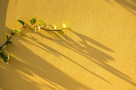 Green leaf on old wall backgroundの写真素材