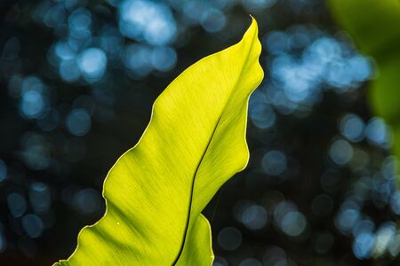 Fern leaf close-up on blurred dark green natural backgroundの写真素材