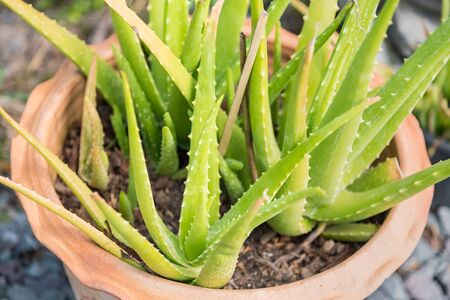 Aloe Vera plant, fresh leaf. tropical green plants.Herb gardening just only green plants in yard.の写真素材