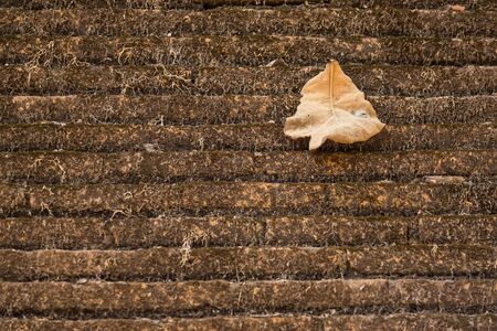 Dry leaves on cement floor Dry leaves placed on the concrete floorの写真素材