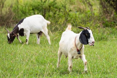 Goats in the pasture of organic farm in thailand.の写真素材