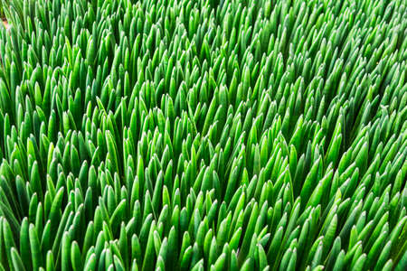 Abstract fresh green Ivory cactus.close up background.