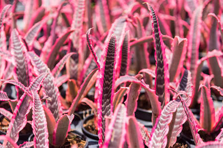 Red Dragon Tongue Tree in tree market Thailand.