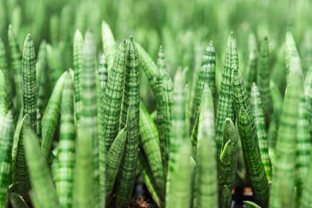 Abstract fresh green Ivory cactus.close up background.の写真素材