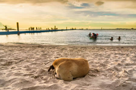 Chon Buri, Thailand - September, 12, 2020 : Pictures of dog on Tawaen Beach in the sunset time on Koh Lan island after the outbreak of the Covid 19 virus.のeditorial素材