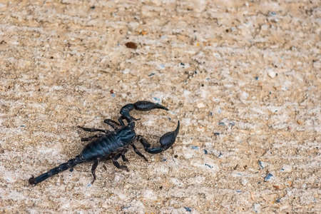 Close-Up Of Scorpion On Ground,Dangerous animal,poison creature,Selective focus.Don't focus on The main subject .の写真素材