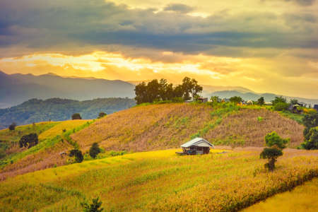 Panorama Aerial View of Pa Bong Piang terraced rice fields at sun set time, Mae Chaem, Chiang Mai...
