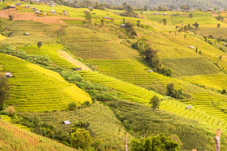 Panorama Aerial View of Pa Bong Piang terraced rice fields, Mae Chaem, Chiang Mai Thailand.の写真素材