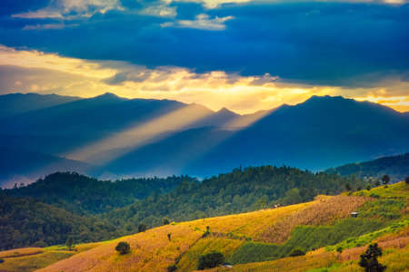 Panorama Aerial View of Pa Bong Piang terraced rice fields at sun set time, Mae Chaem, Chiang Mai Thailand.の写真素材