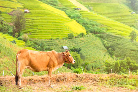Cow on the background a mountain meadowの写真素材