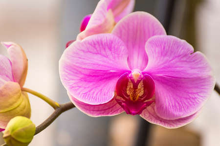 Close-up of orchid phalaenopsis. Bouquet of flowers orchidsの写真素材