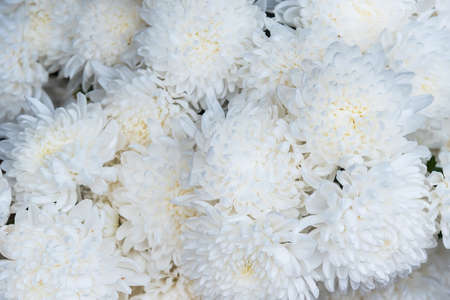 White chrysanthemum, Picture from top view, Flower background image styleの写真素材