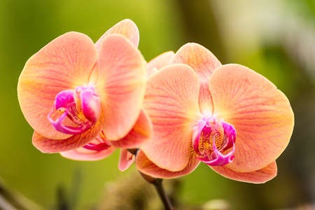 Close-up of orchid phalaenopsis. Bouquet of flowers orchids