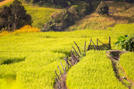 Panorama Aerial View of Pa Bong Piang terraced rice fields, Mae Chaem, Chiang Mai Thailand.の写真素材