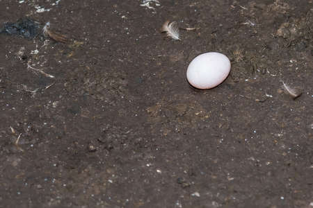 Fresh duck eggs on the ground in a duck egg farm.Thailand.の写真素材