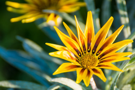 Beautiful blooming Mexican sunflower field in natural sunlight.の写真素材
