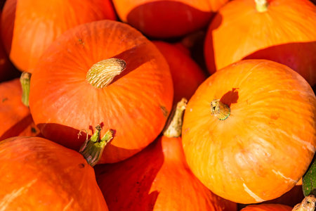Pile of orange mature pumpkins in the farm.の写真素材