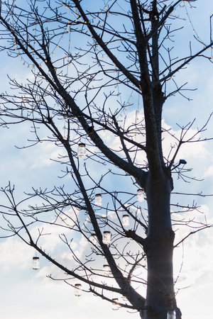 A glass jar with a small light bulb decorated on the tree, used to decorate at night.の写真素材