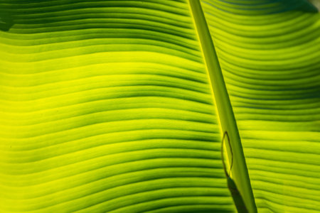 Banana leaf green background wall leaves texture line plant fresh pattern closeup life tropical...